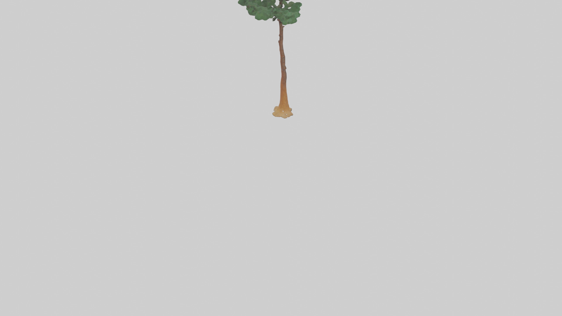 Longleaf Pine tree model Low-poly 3D model_4