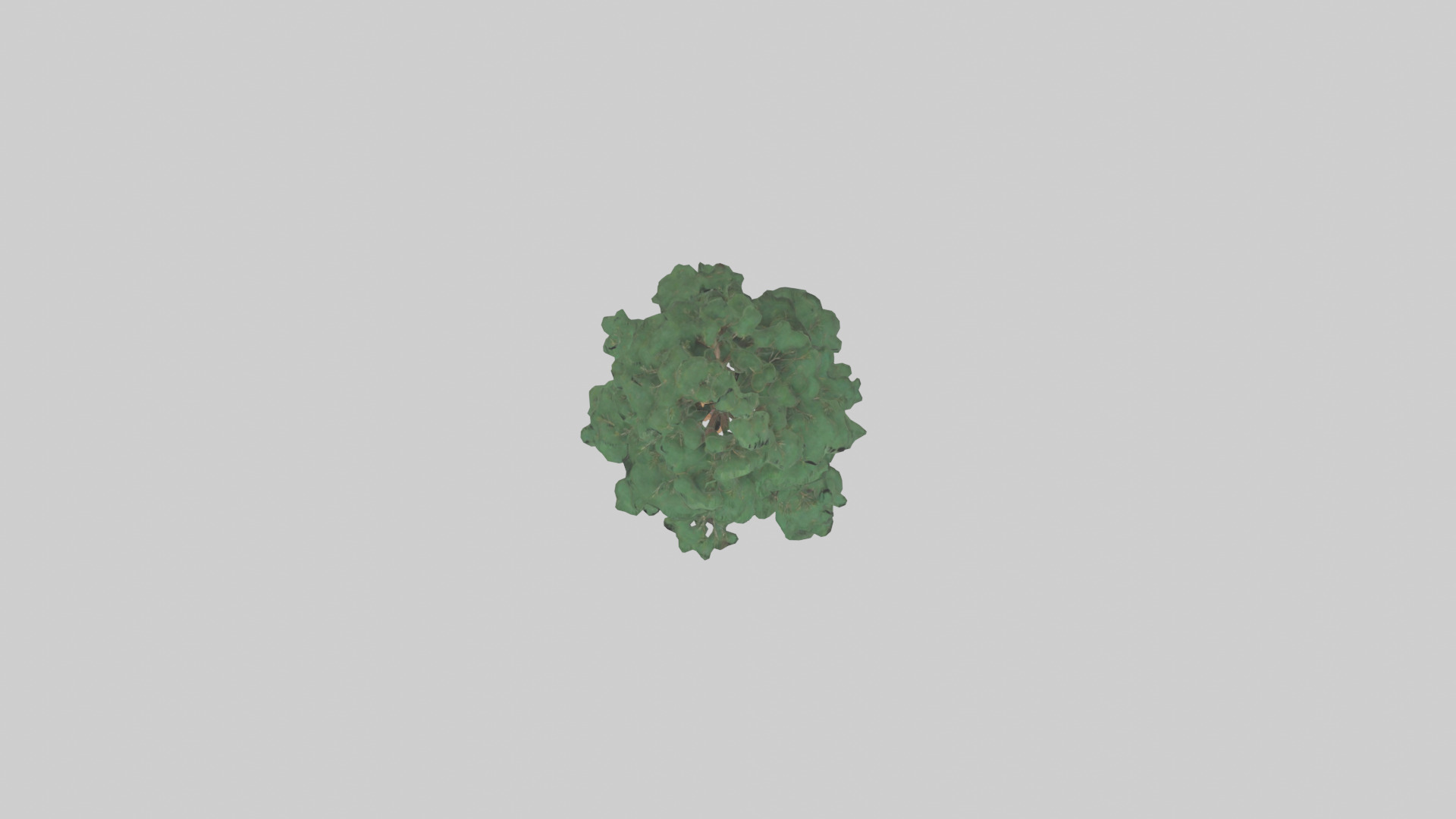 Longleaf Pine tree model Low-poly 3D model_14