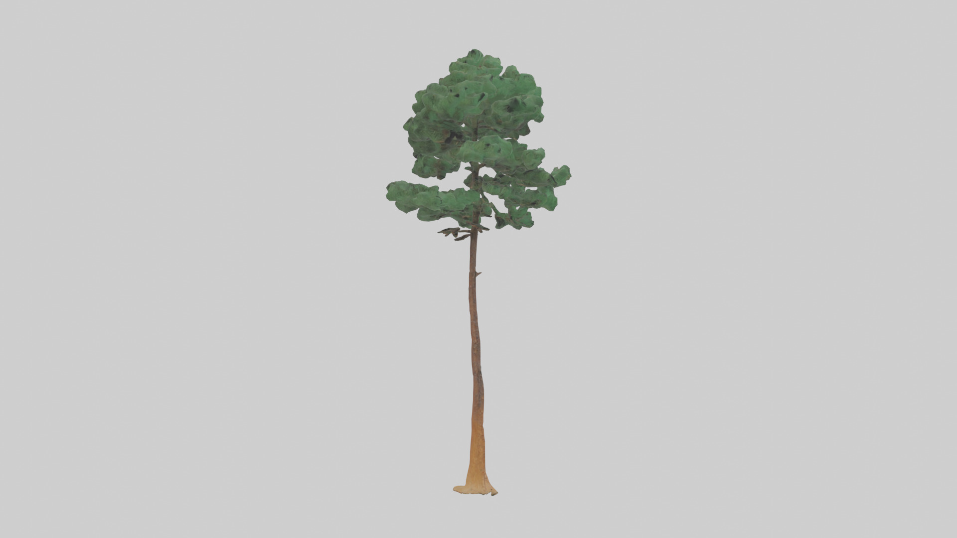 Longleaf Pine tree model Low-poly 3D model_13