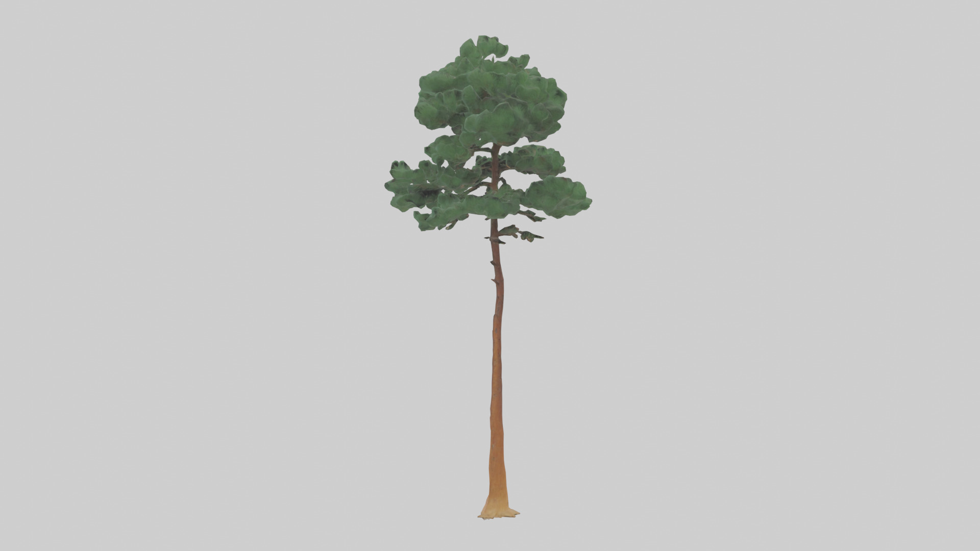 Longleaf Pine tree model Low-poly 3D model_1