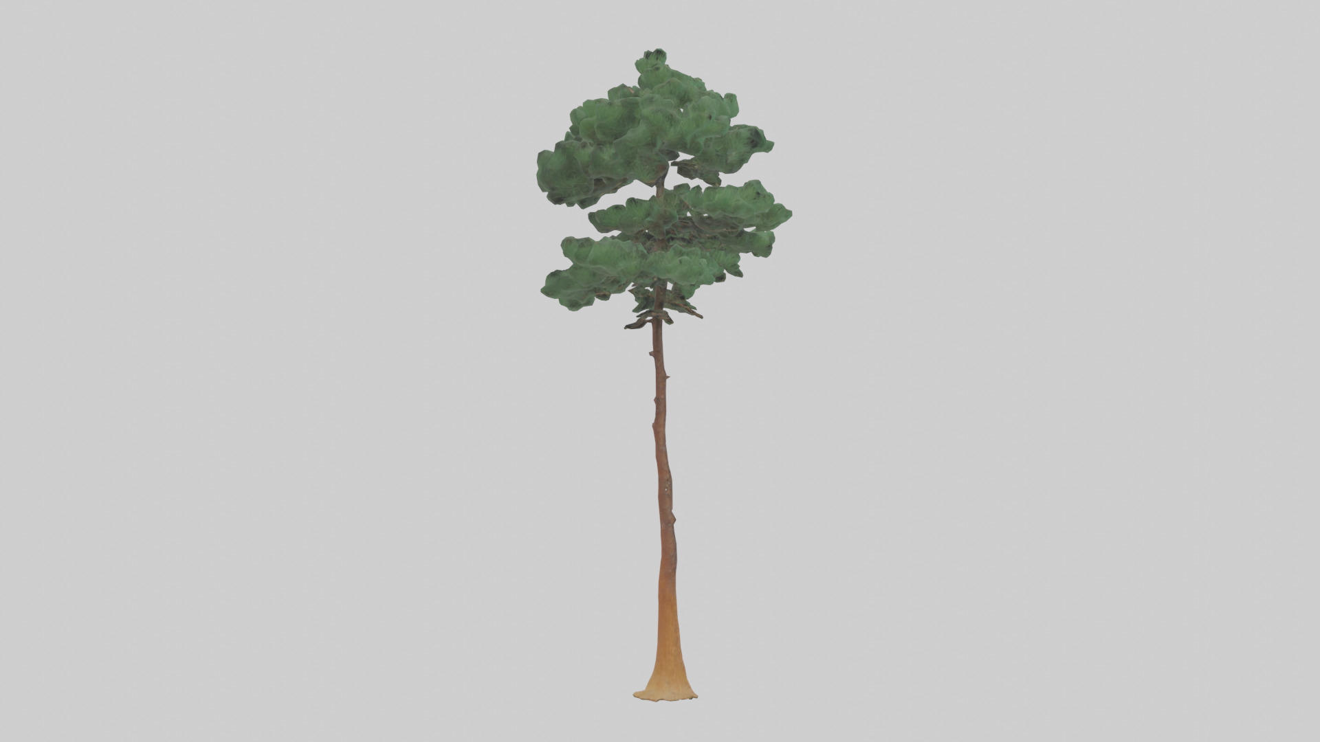 Longleaf Pine tree model Low-poly 3D model_2
