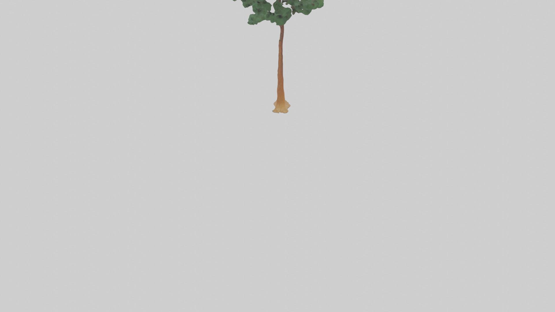 Longleaf Pine tree model Low-poly 3D model_3