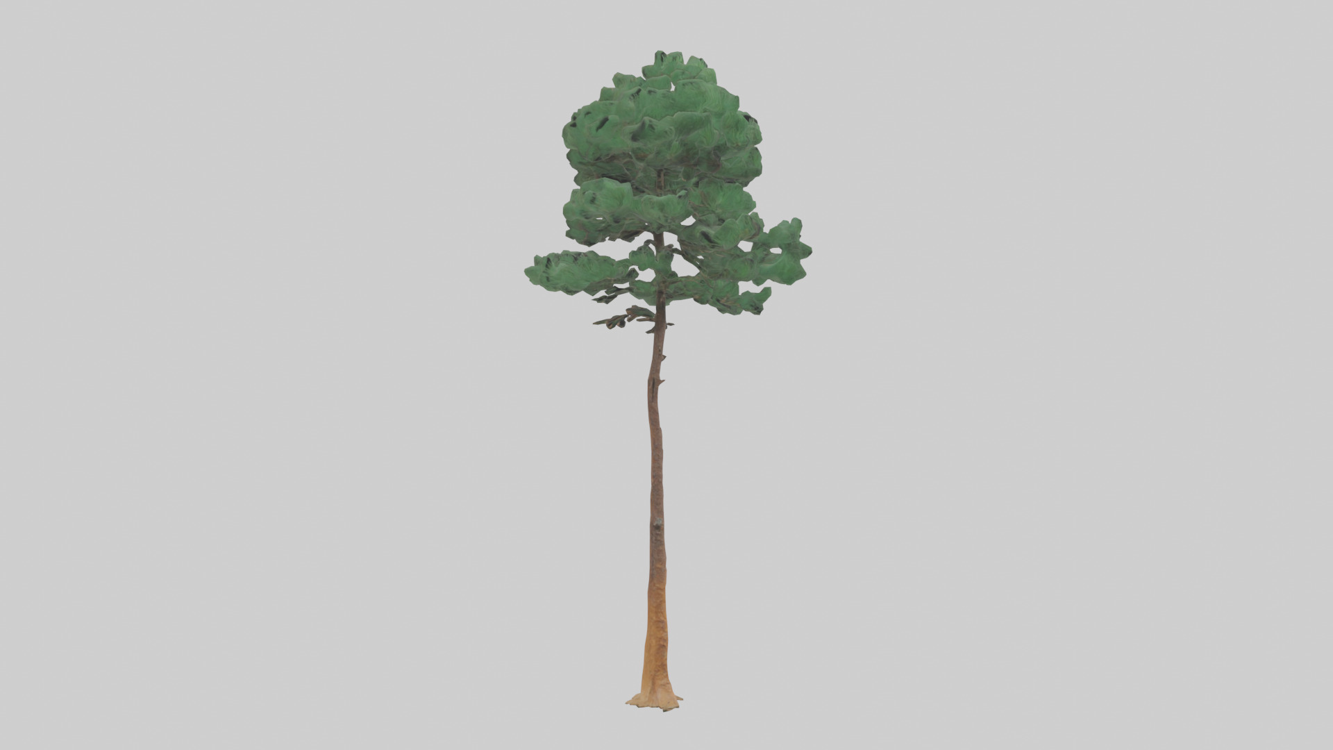 Longleaf Pine tree model Low-poly 3D model_7