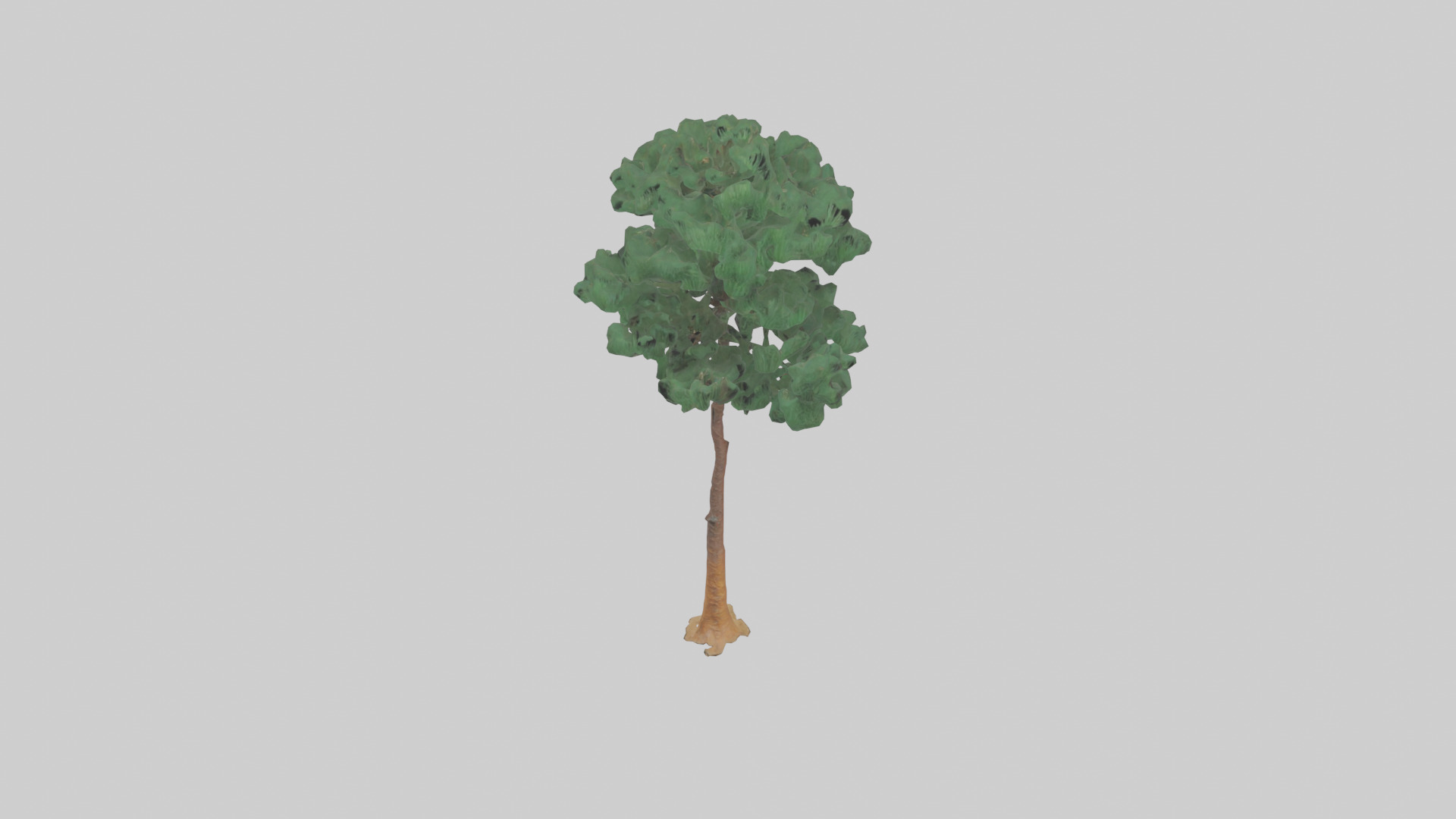Longleaf Pine tree model Low-poly 3D model_16
