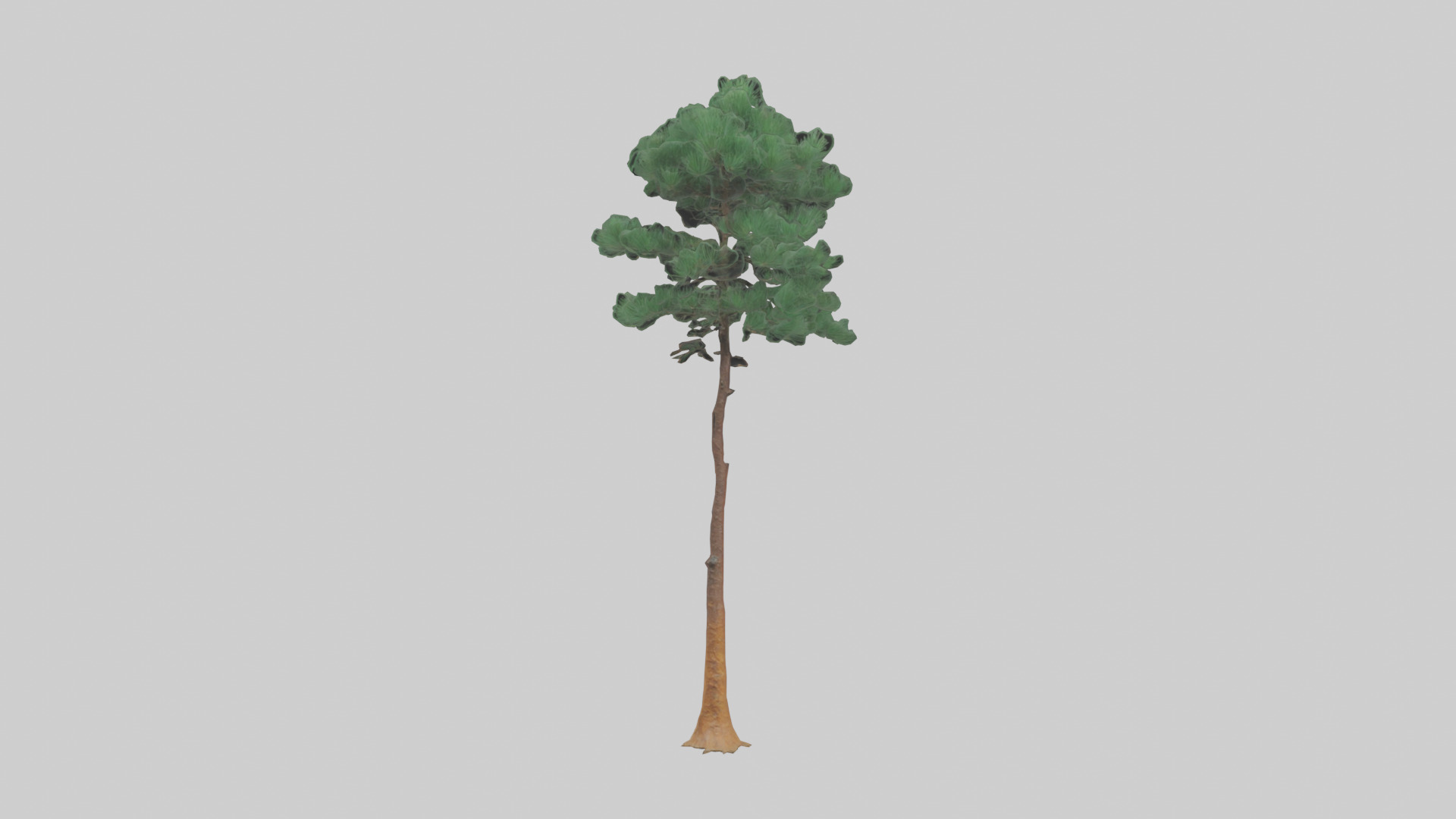 Longleaf Pine tree model Low-poly 3D model_9
