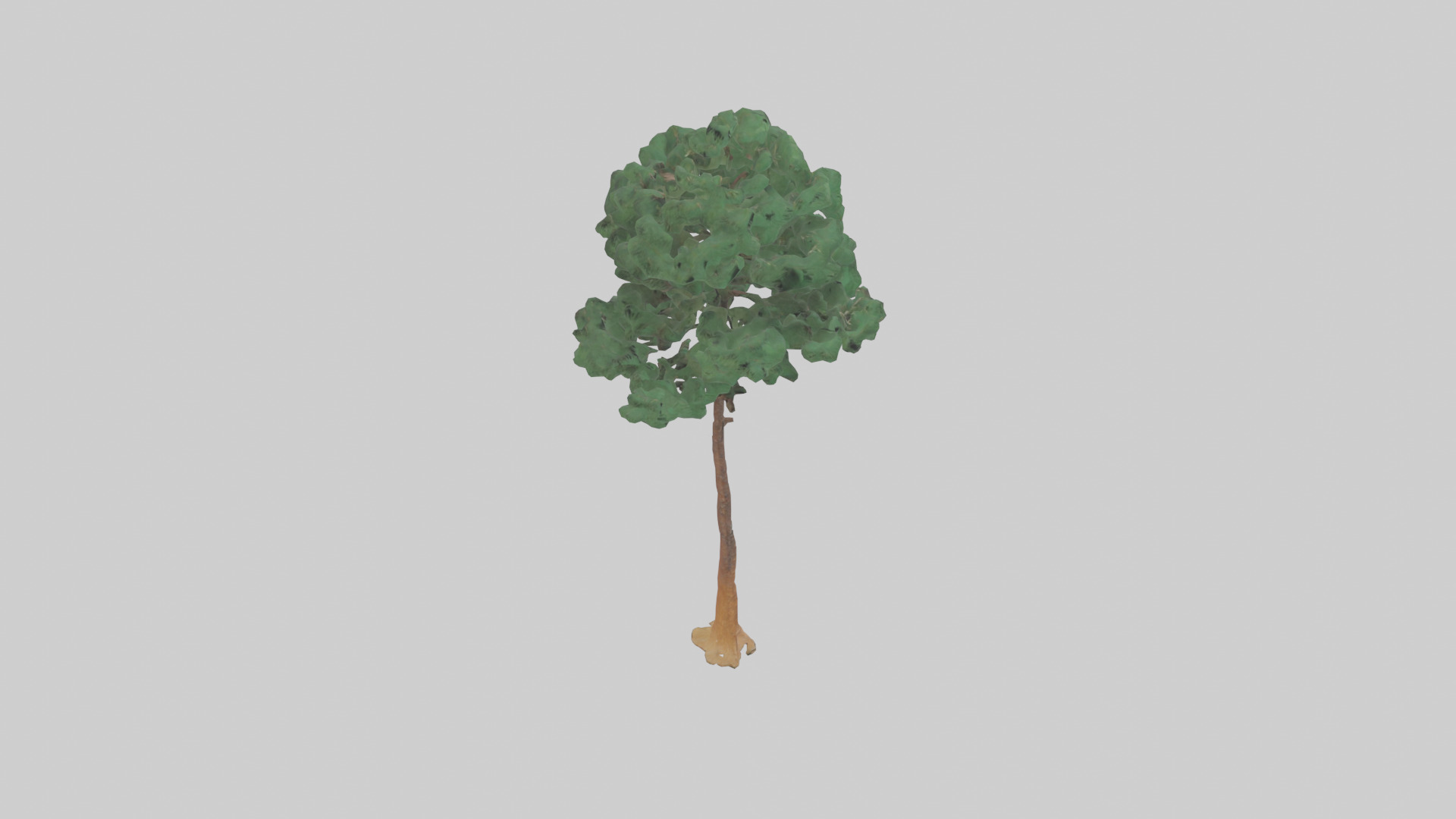 Longleaf Pine tree model Low-poly 3D model_18