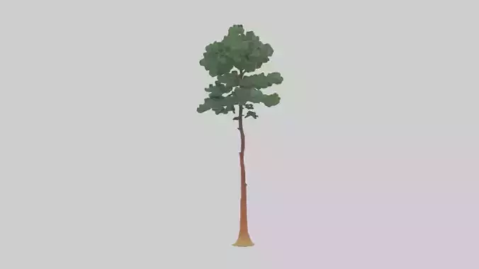 Longleaf Pine tree model