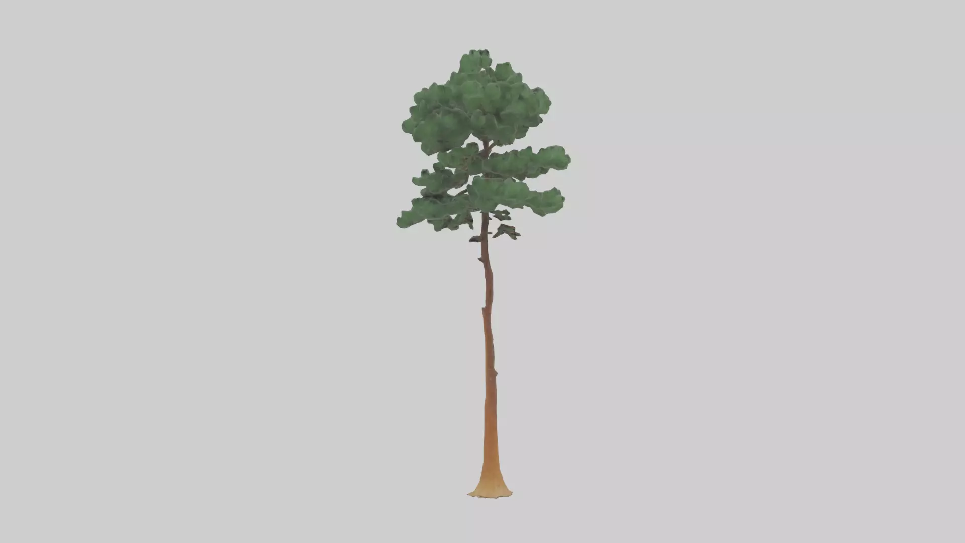 Longleaf Pine tree model Low-poly 3D model_0