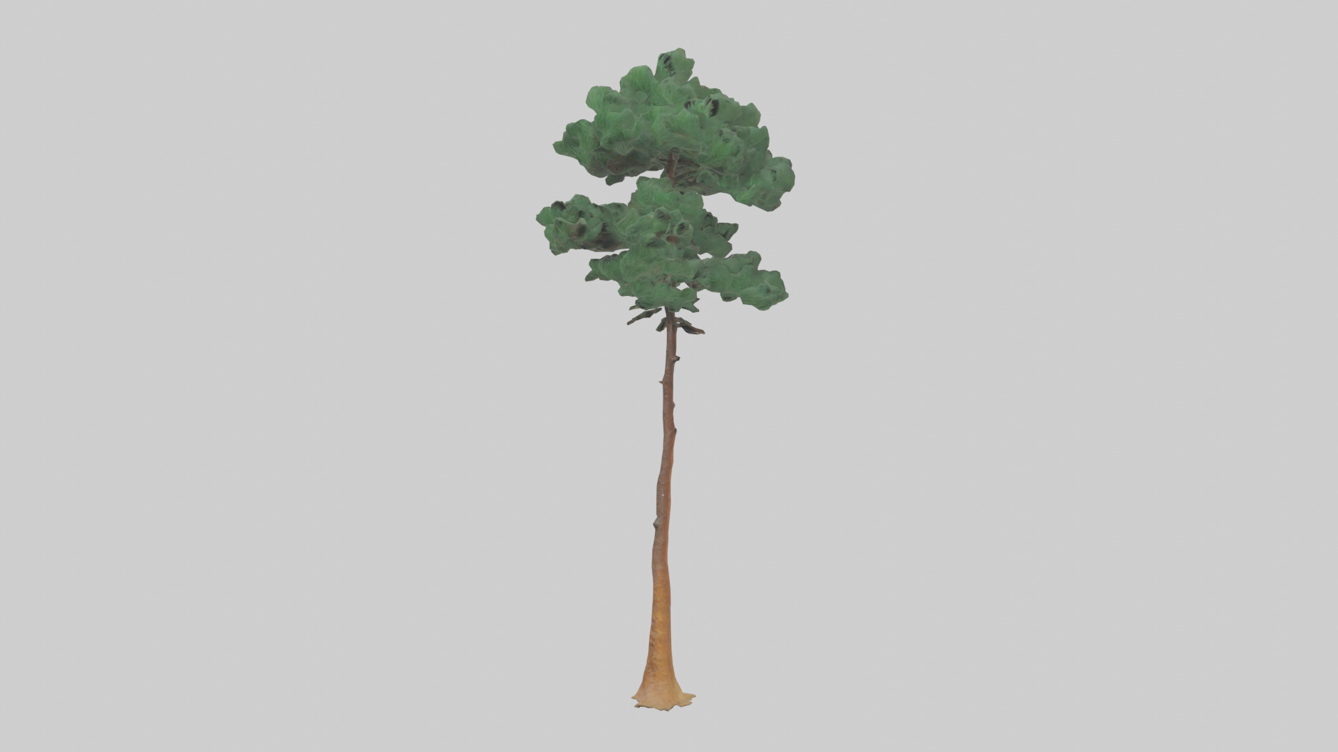 Longleaf Pine tree model Low-poly 3D model_8