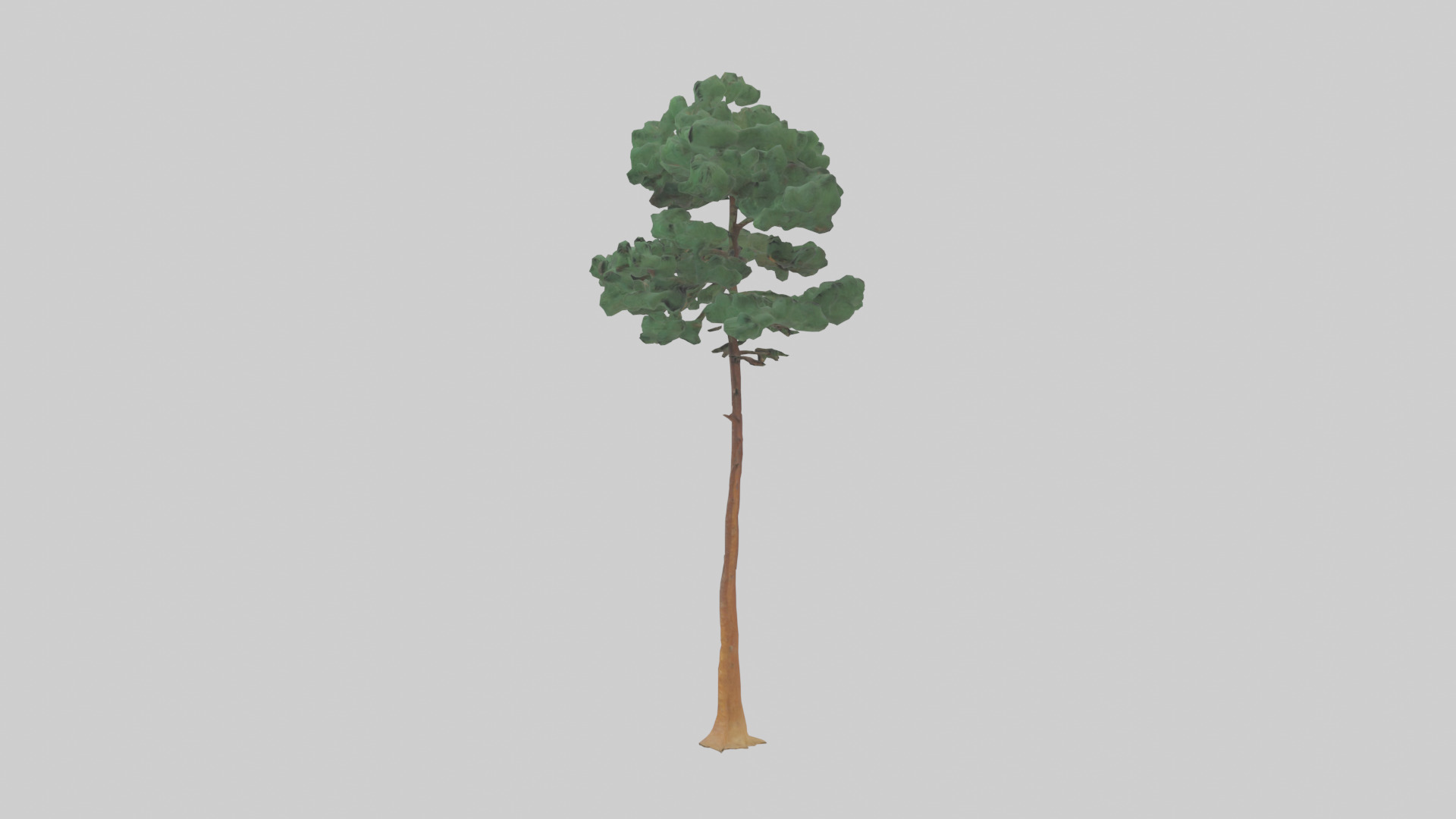 Longleaf Pine tree model Low-poly 3D model_12