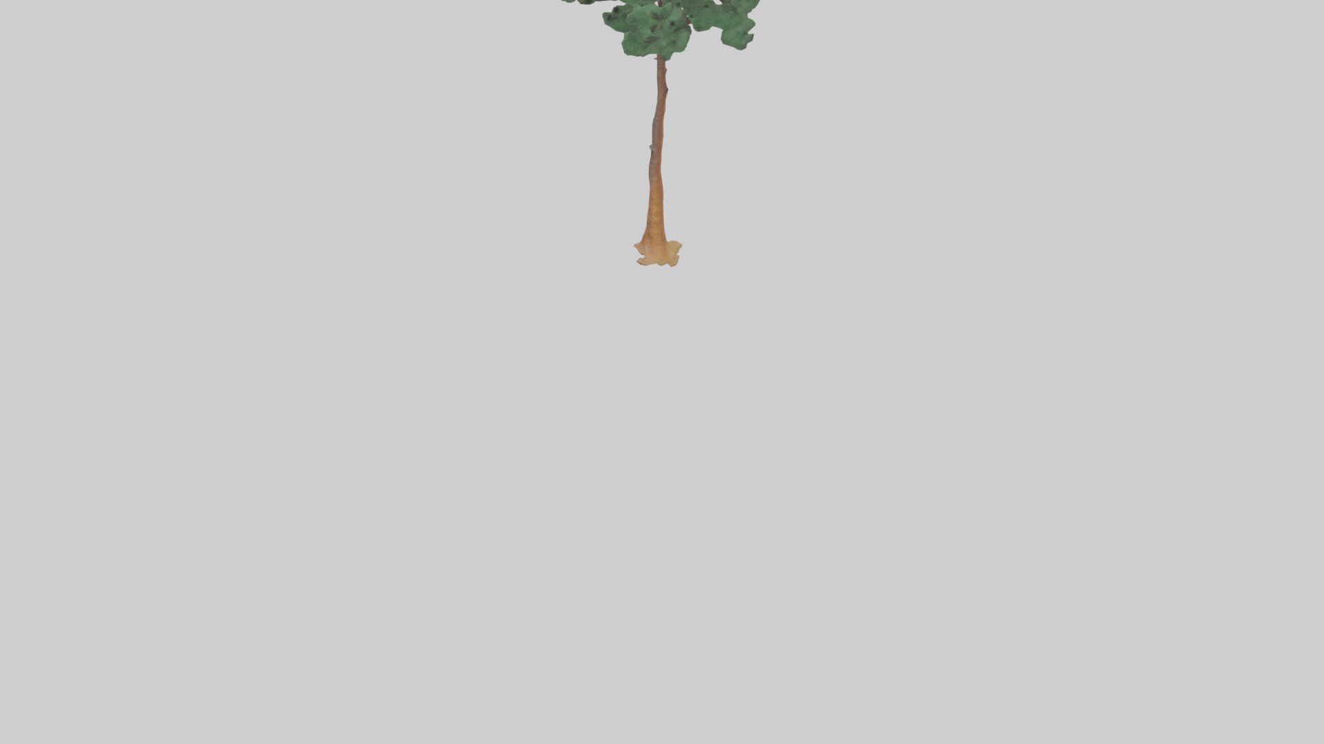 Longleaf Pine tree model Low-poly 3D model_5