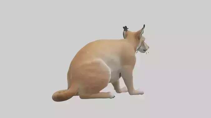 Lynx sitting model Low-poly 3D model