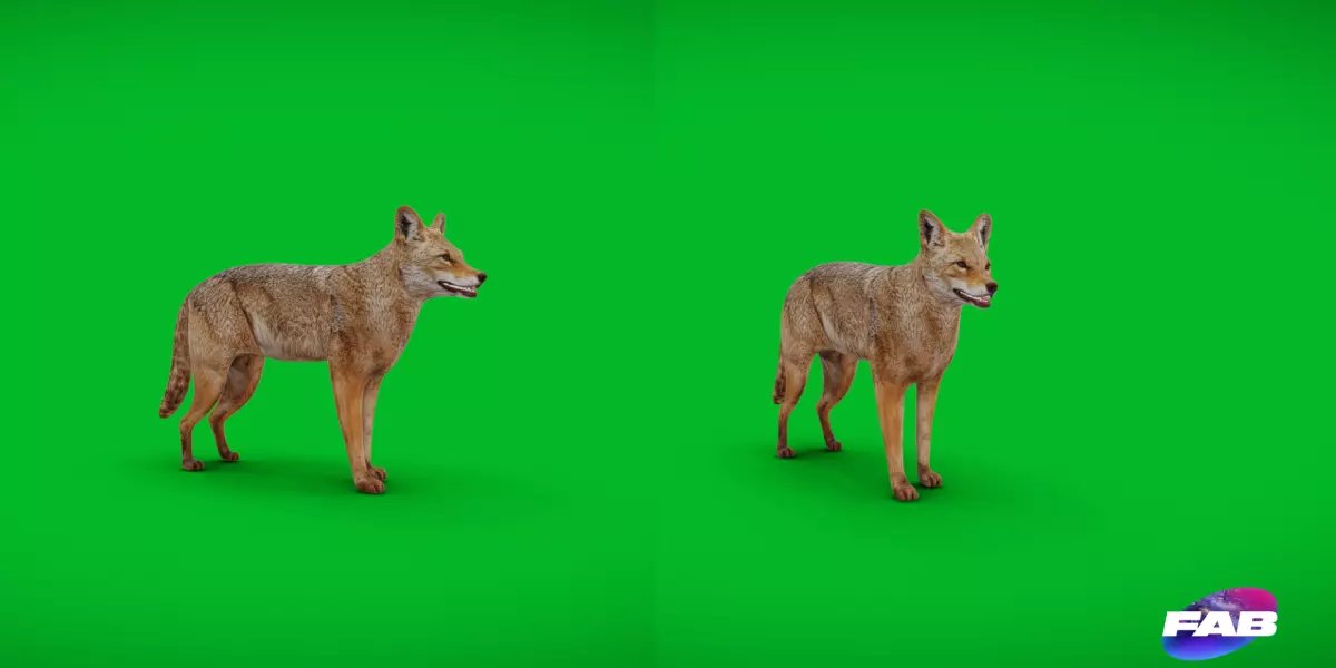 Coyote American Jackal Low-poly 3D model