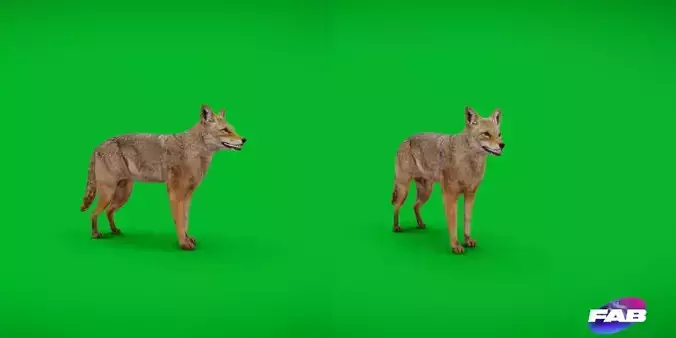 Coyote American Jackal Low-poly 3D model