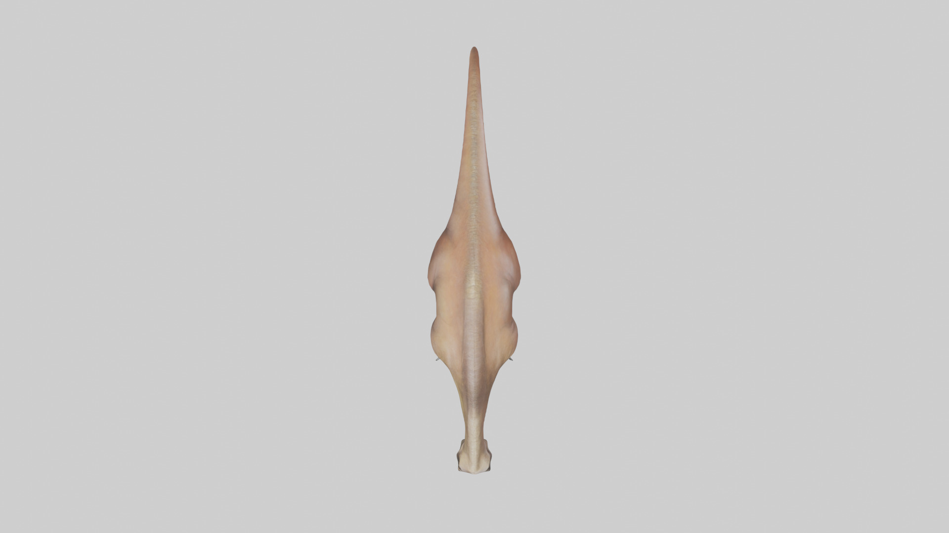 Mamenchisaurus model Low-poly 3D model_14