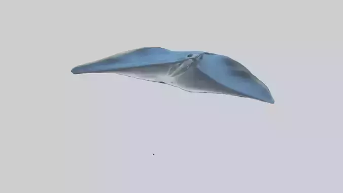 Manta Ray gliding underwater model