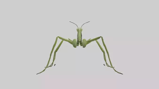 Mantis Legs