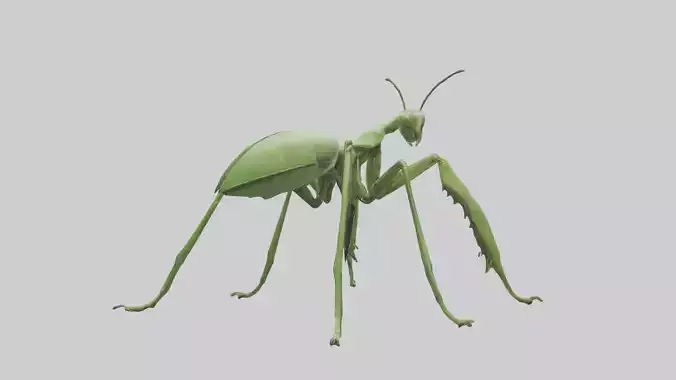 Mantis Legs Model