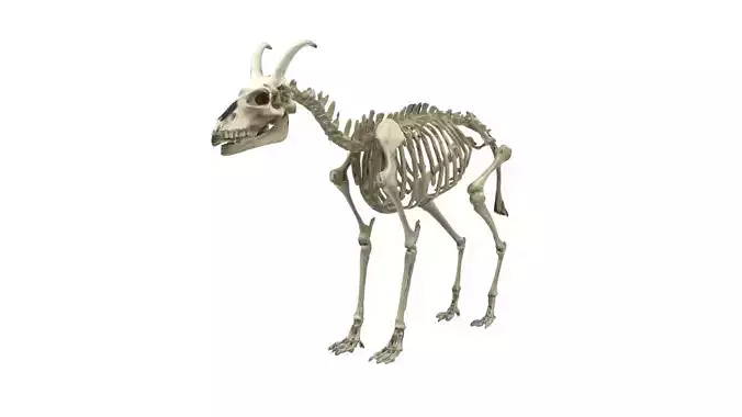 Goat skeleton
