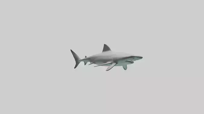 Bull Shark swimming fast model