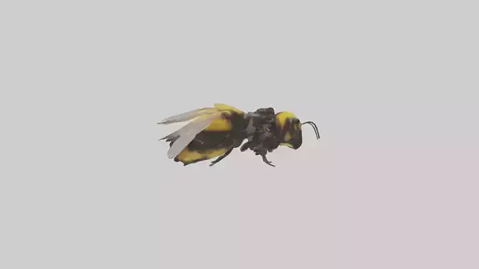 Bumblebee perched model Low-poly 3D model