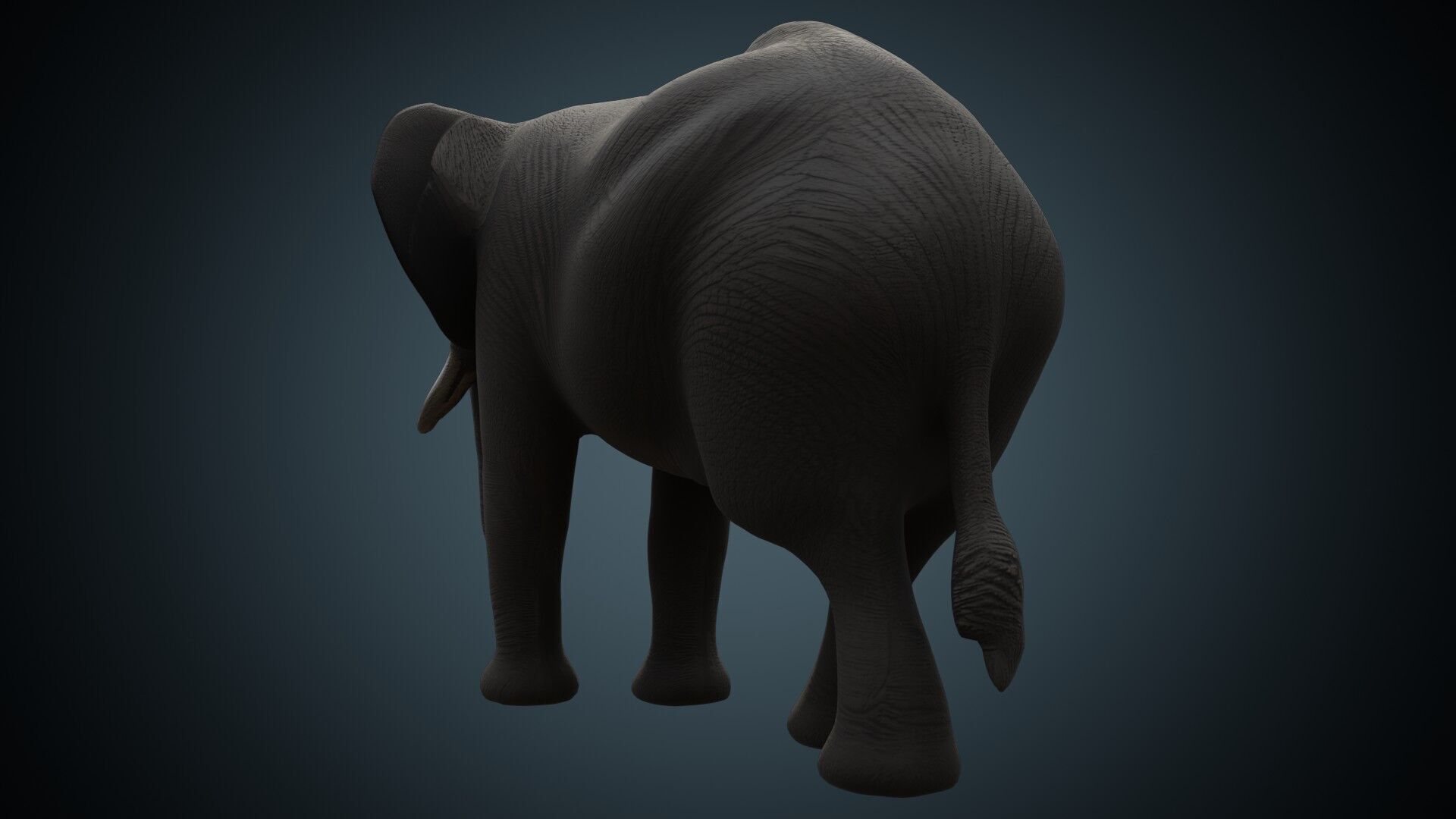 Elephant 1 Lowpoly Low-poly 3D model_3