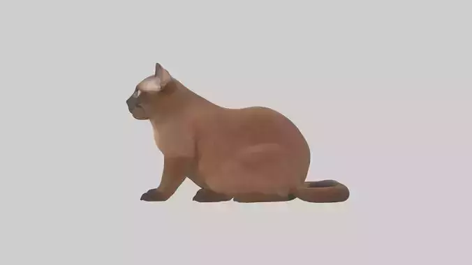 Burmese Cat sitting model Low-poly 3D model