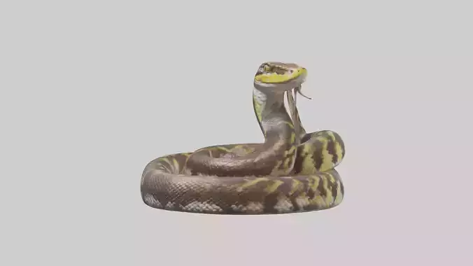 Burmese Python coiled model Low-poly 3D model