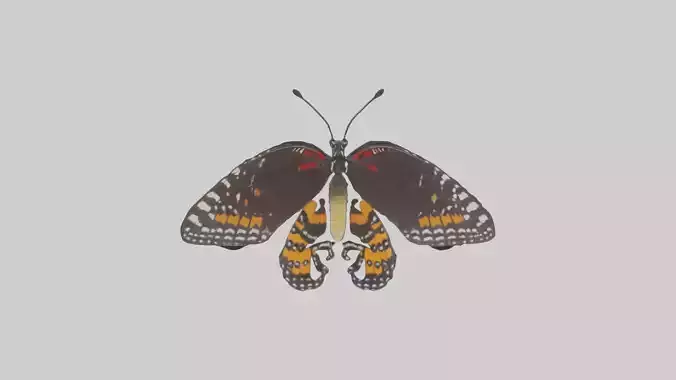 Butterfly Digestive System