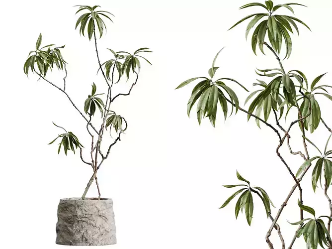 AV HousePlants Japandi Minimalism Ficus Dracaena Marginata