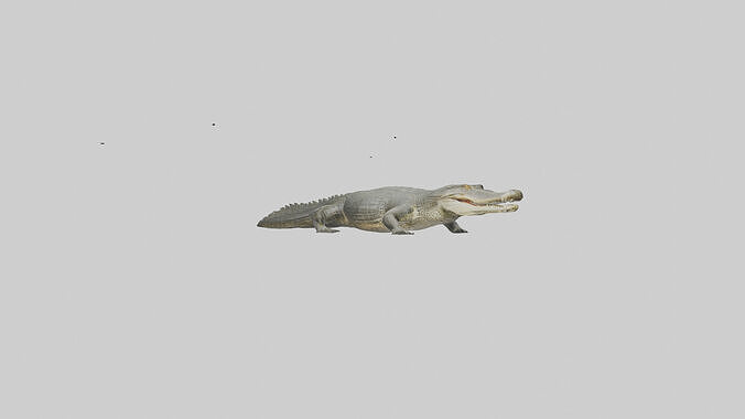 Caiman Crocodile lurking model Low-poly 3D model