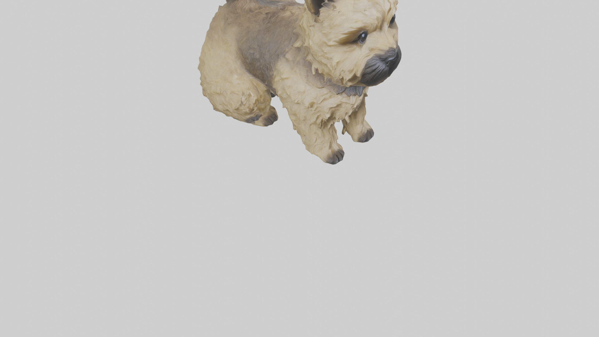 Cairn Terrier sitting model Low-poly 3D model_6