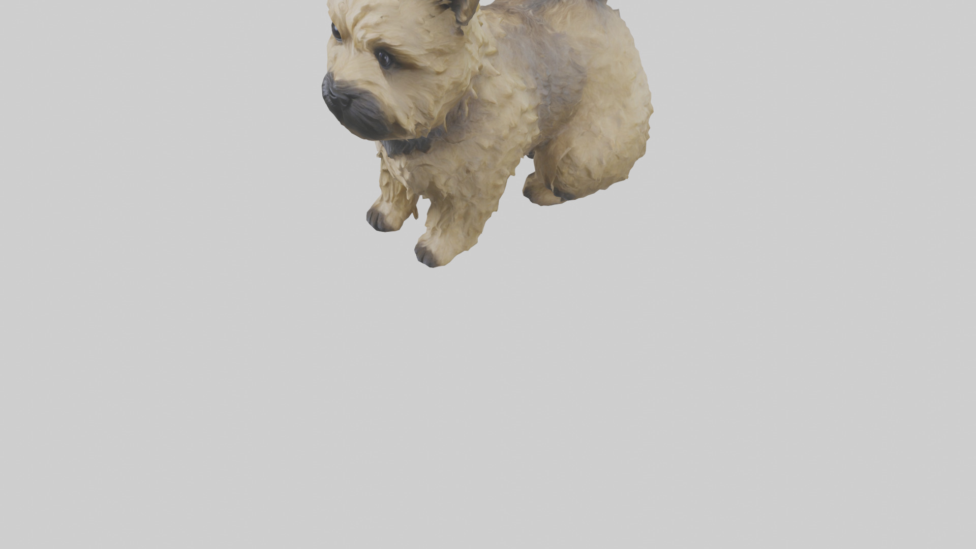 Cairn Terrier sitting model Low-poly 3D model_5
