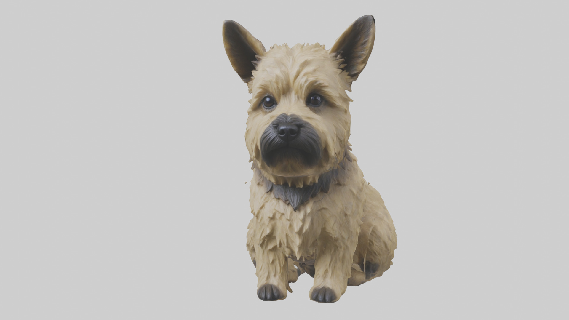 Cairn Terrier sitting model Low-poly 3D model_13
