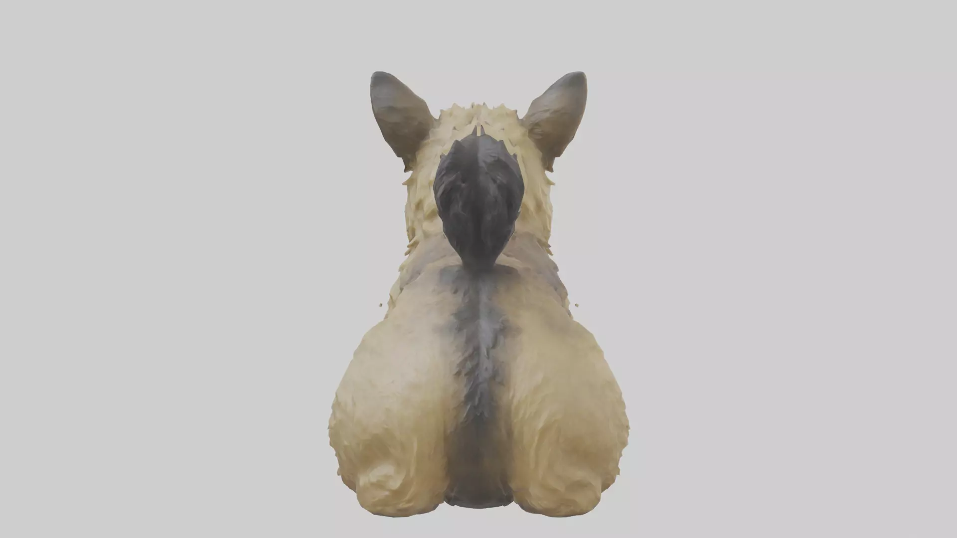 Cairn Terrier sitting model Low-poly 3D model_0