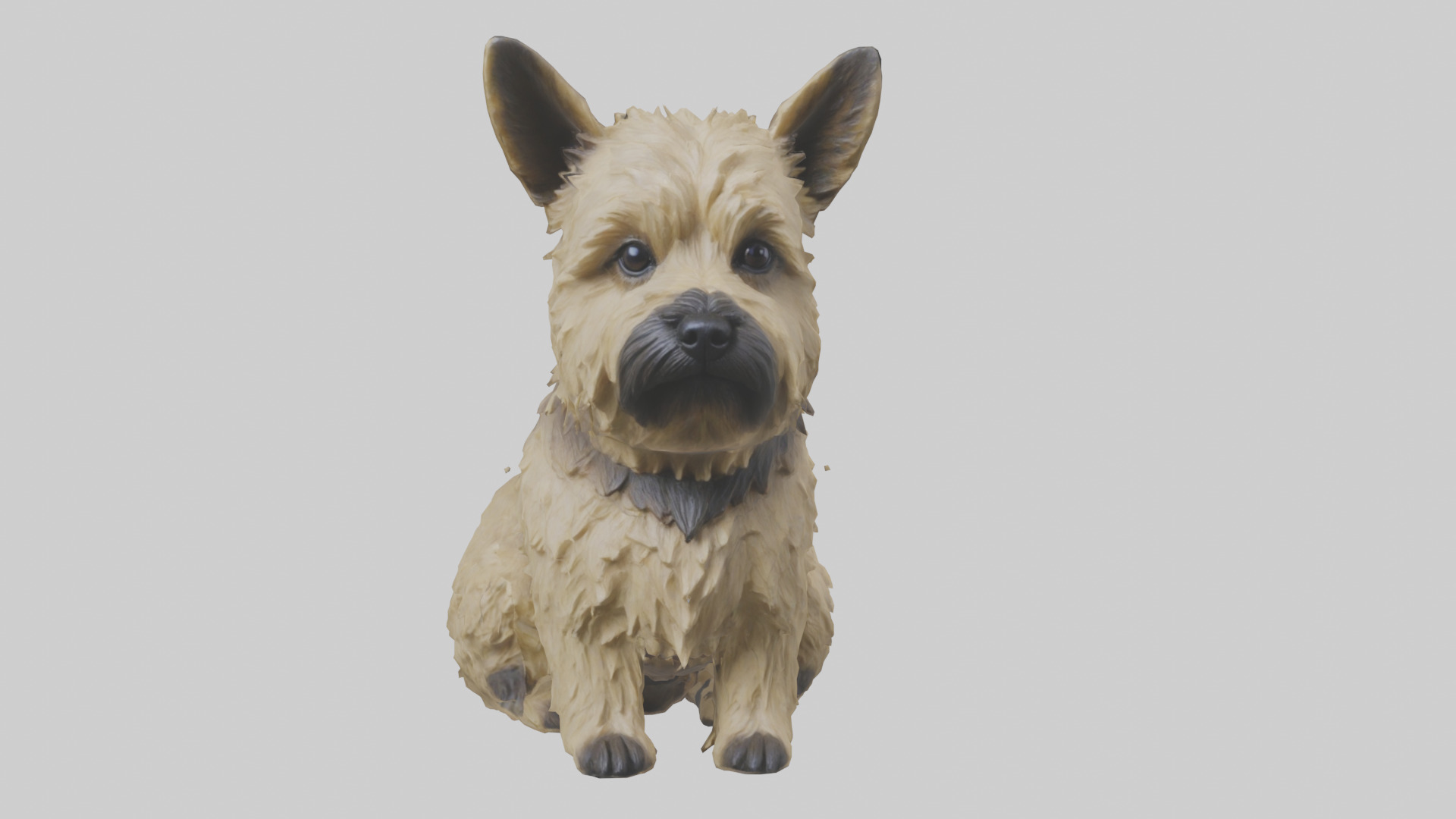 Cairn Terrier sitting model Low-poly 3D model_20