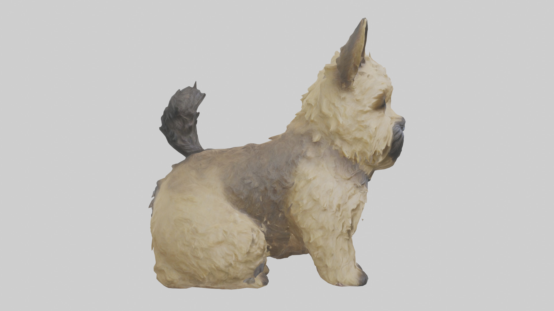 Cairn Terrier sitting model Low-poly 3D model_23