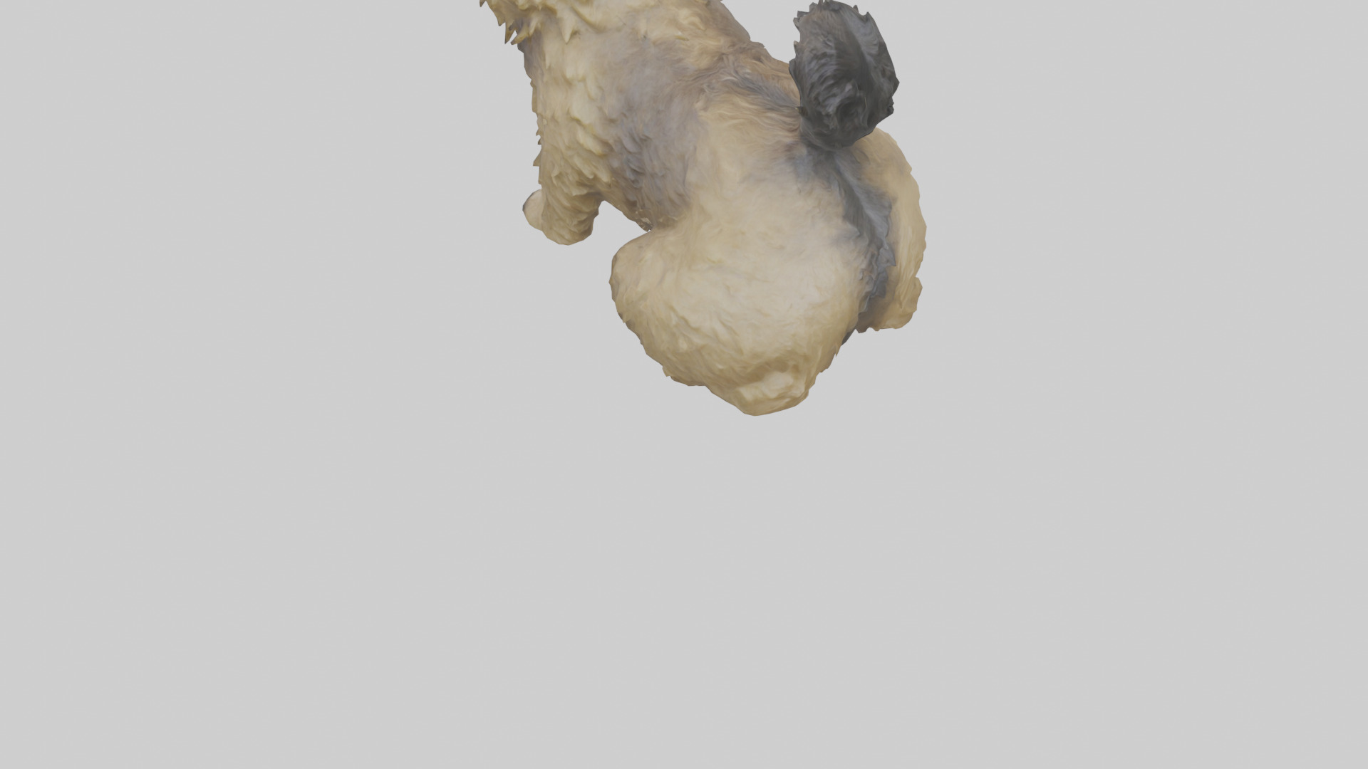 Cairn Terrier sitting model Low-poly 3D model_3