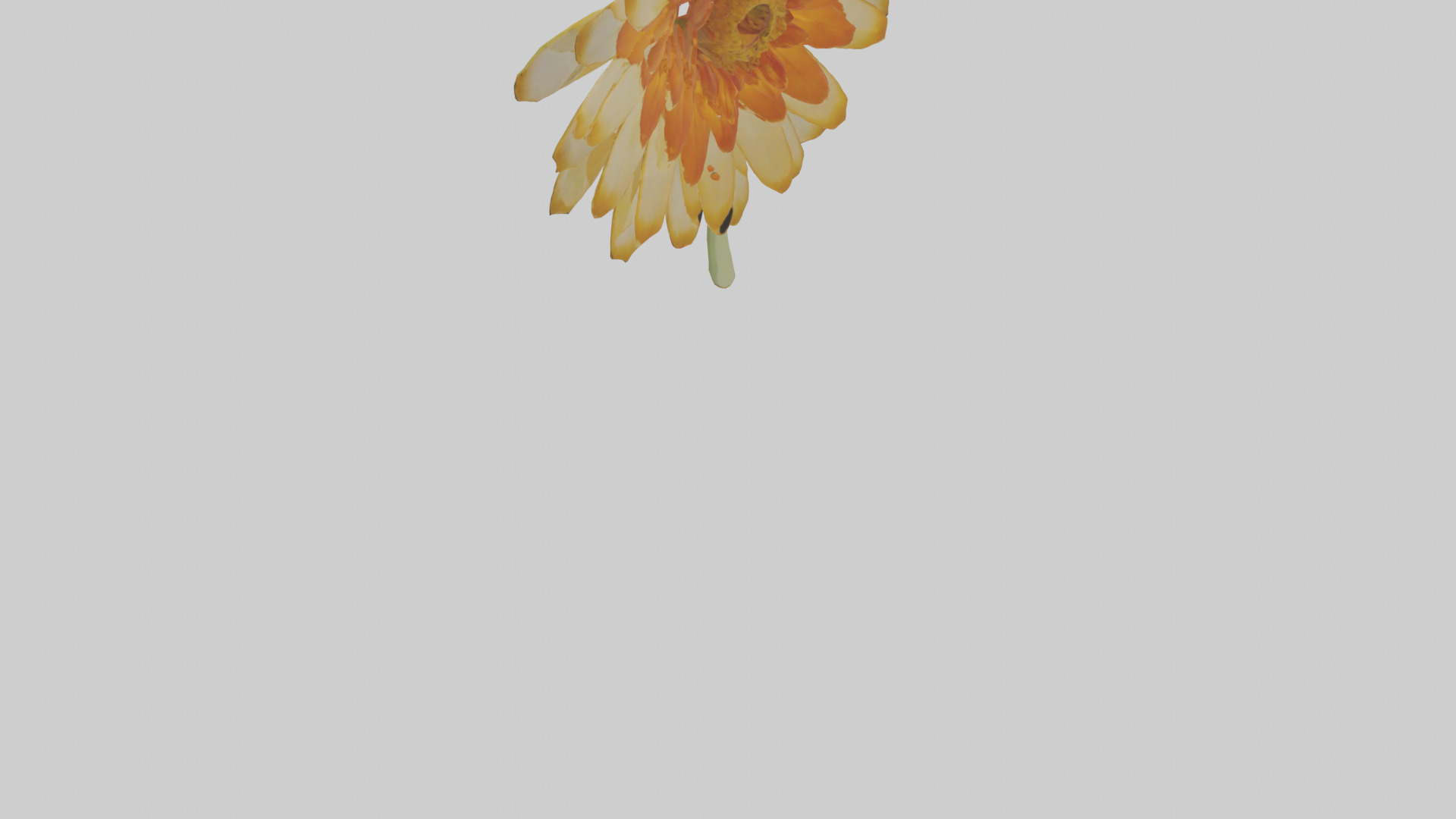 Calendula model Low-poly 3D model_6