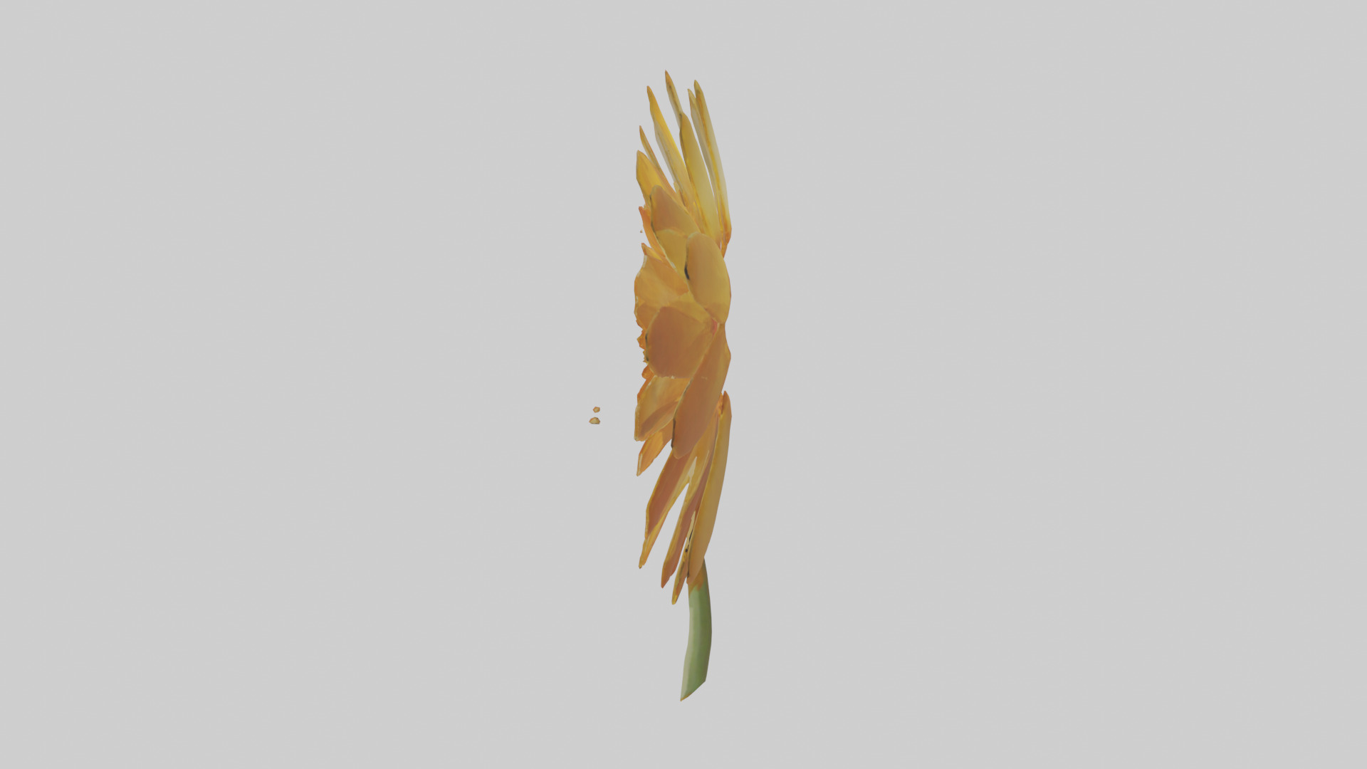 Calendula model Low-poly 3D model_22