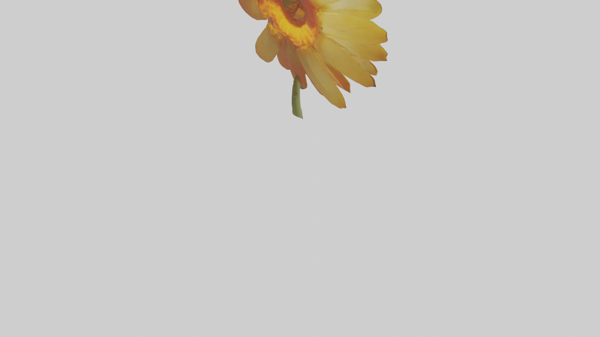 Calendula model Low-poly 3D model_4