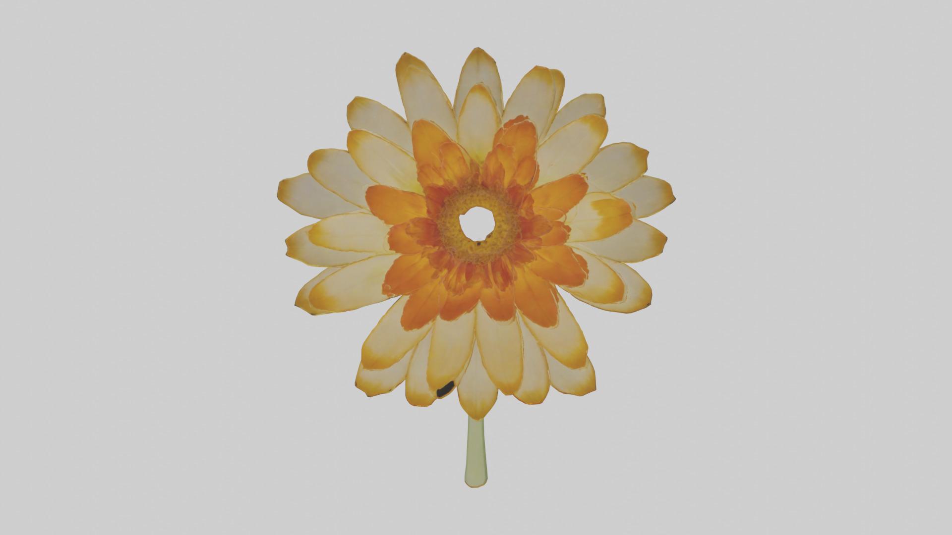 Calendula model Low-poly 3D model_14