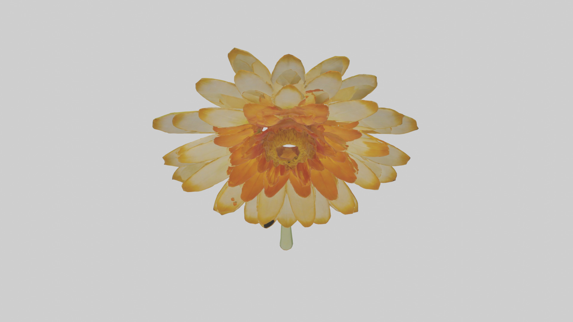 Calendula model Low-poly 3D model_26