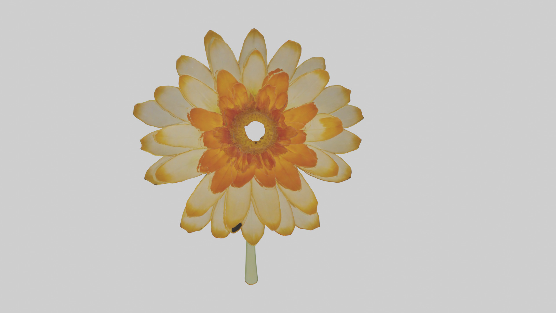 Calendula model Low-poly 3D model_20