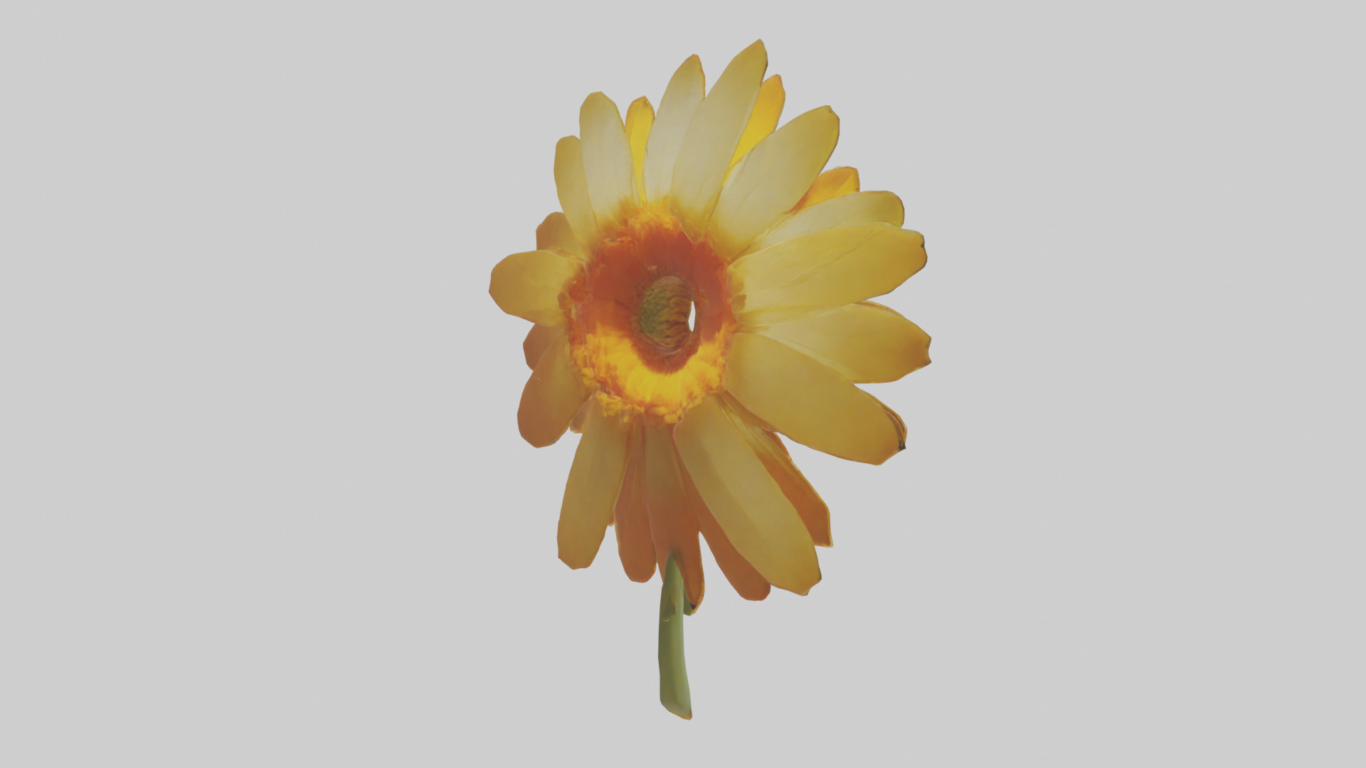 Calendula model Low-poly 3D model_2