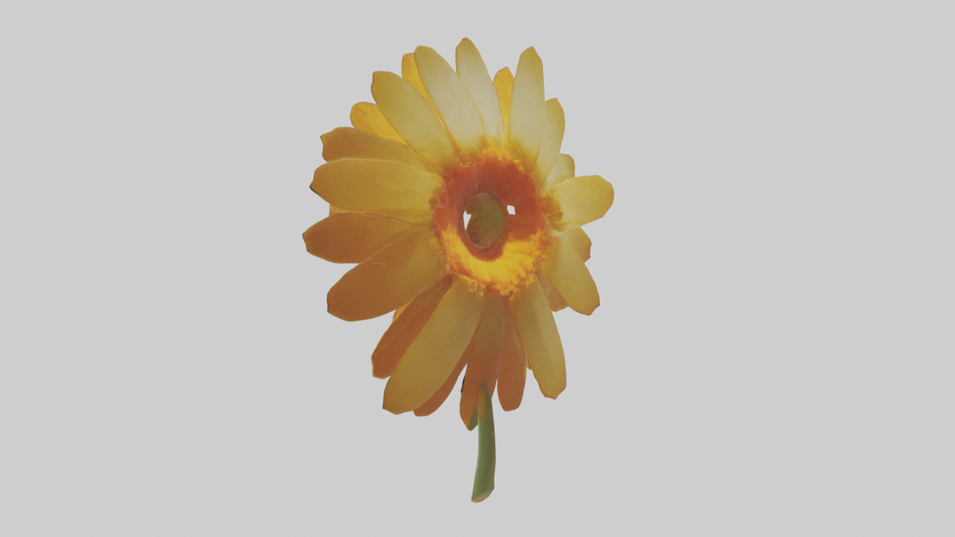 Calendula model Low-poly 3D model_1