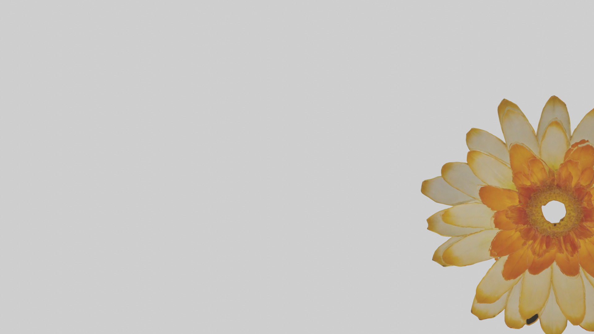 Calendula model Low-poly 3D model_21