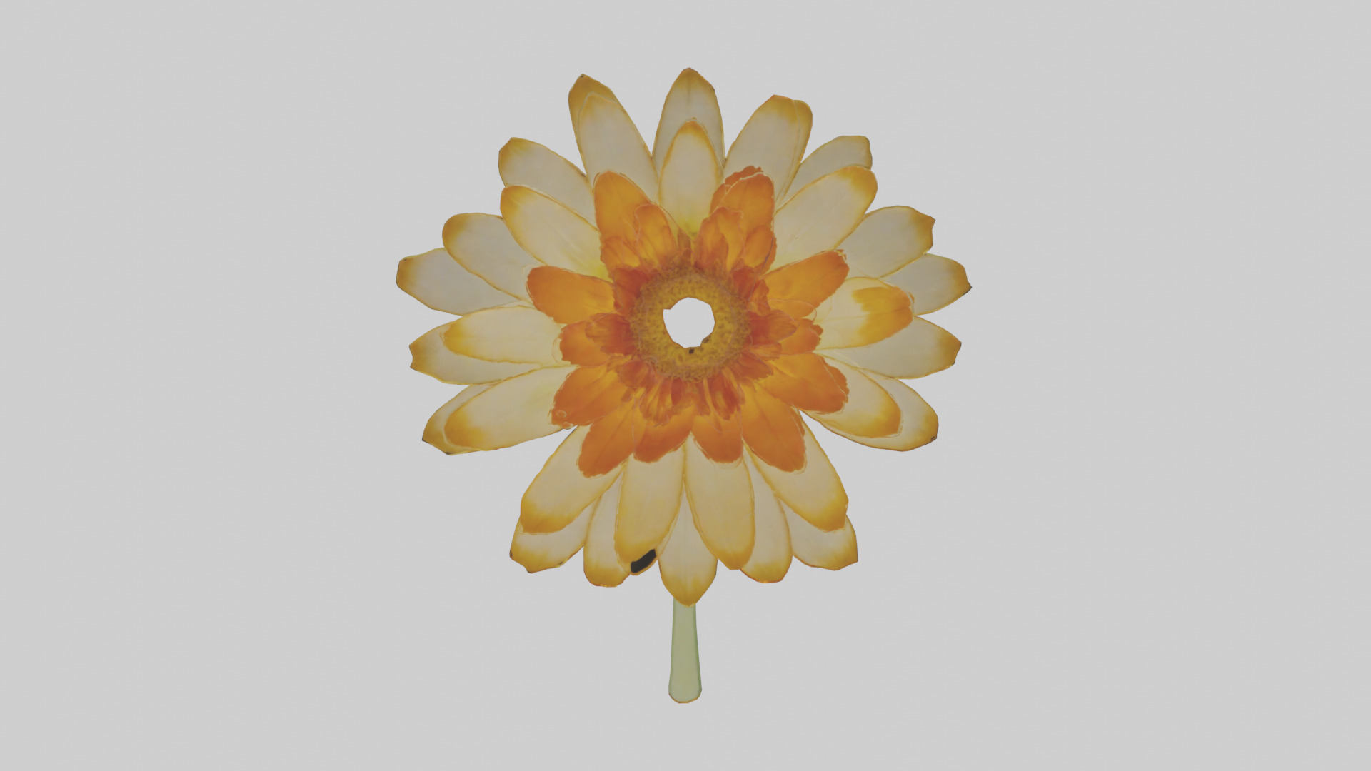 Calendula model Low-poly 3D model_9