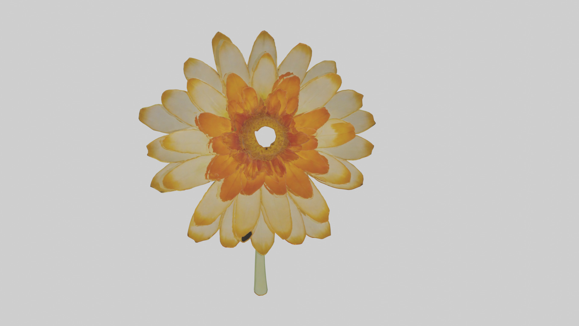 Calendula model Low-poly 3D model_18