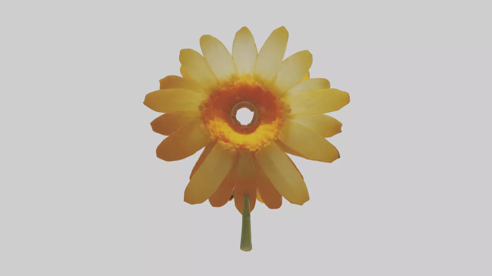 Calendula model Low-poly 3D model_0